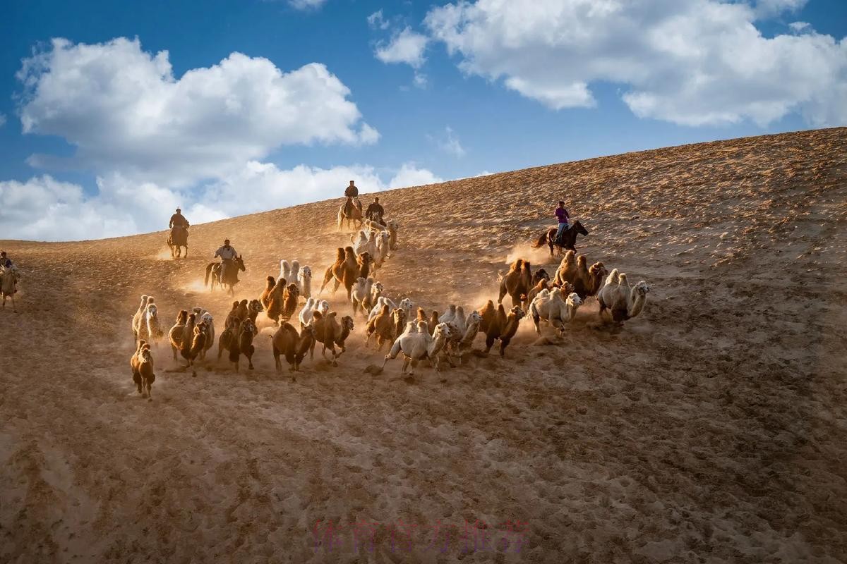 骆驼群“抢戏” 布拉贝克“战术”成功 骆驼群“抢戏” 布拉贝克“战术”成功